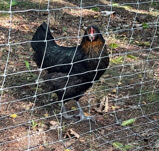 Ein dunkles Huhn hinter einem Zaun. 
