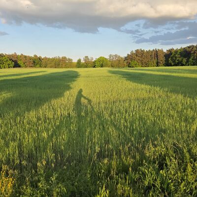 Auf einem Feld sind die Schatten einer Person auf einem Fahrrad und B&auml;umen zu sehen.