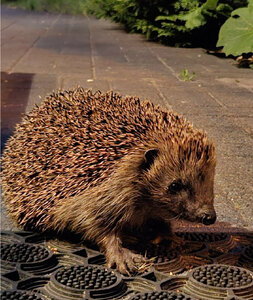 Symbolbild Igel